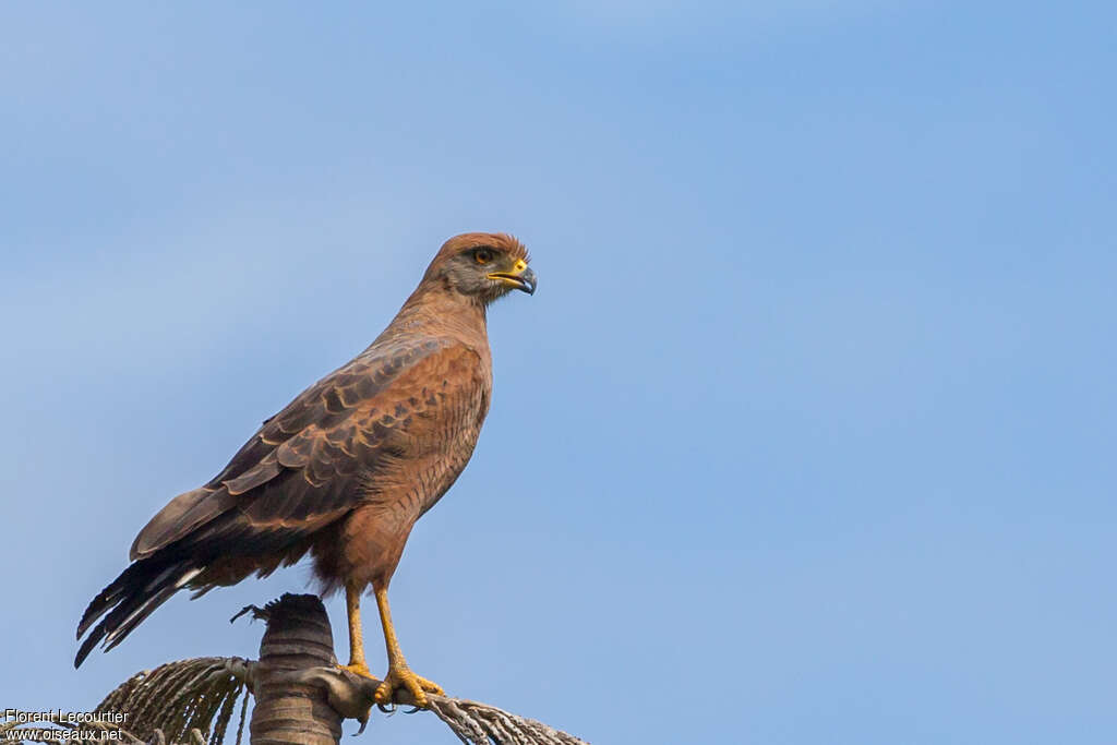 Savanna Hawkadult, identification