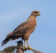 Savanna Hawk