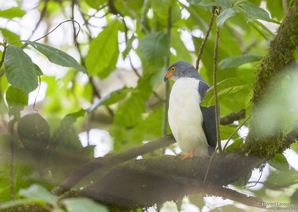 Semiplumbeous Hawk