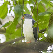 Semiplumbeous Hawk