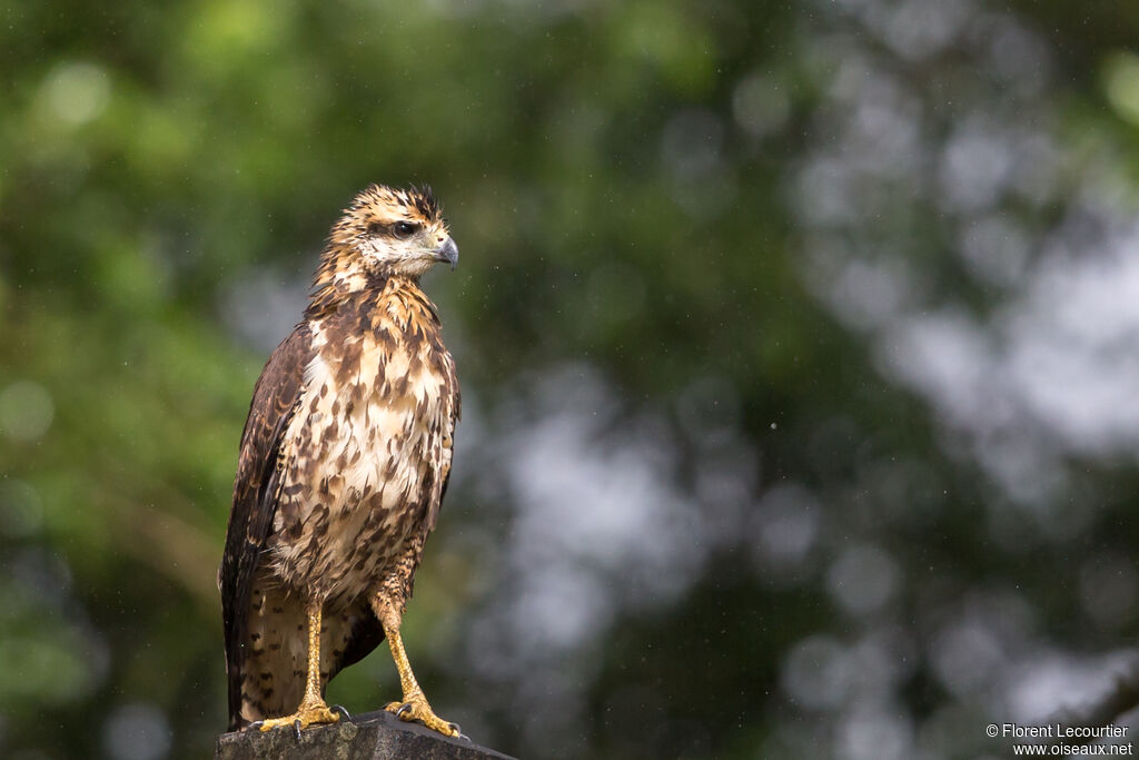 Great Black Hawk