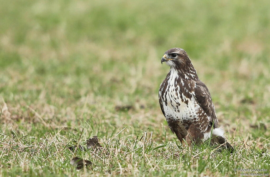 Buse variable