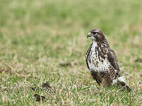 Buse variable