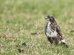 Common Buzzard