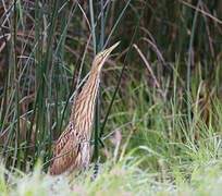 American Bittern