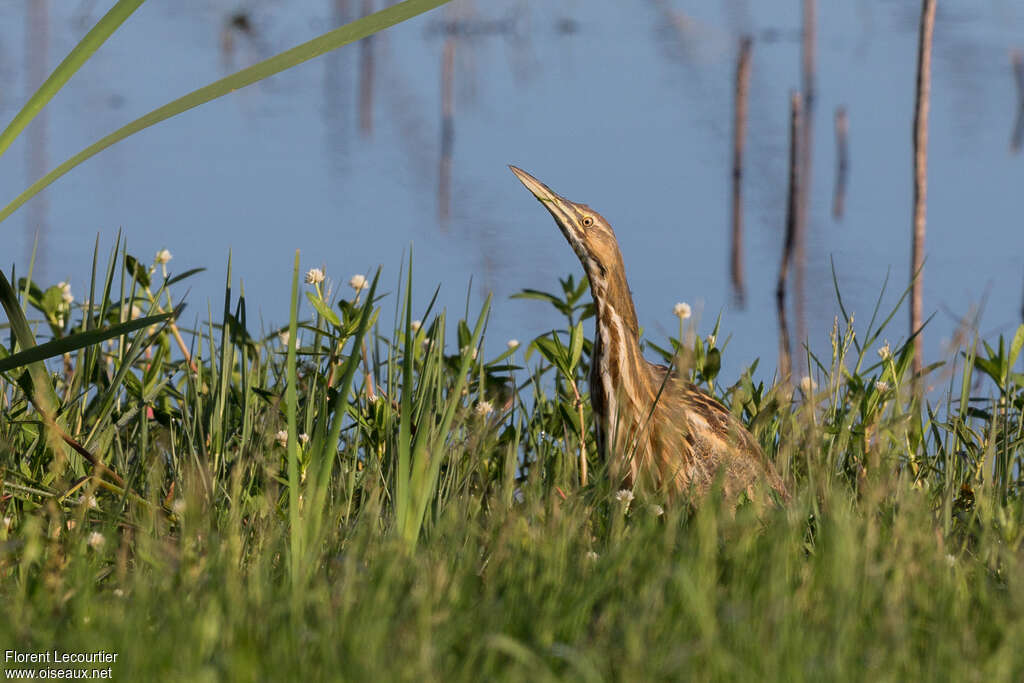 Butor d'Amérique, habitat, Comportement