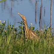 American Bittern