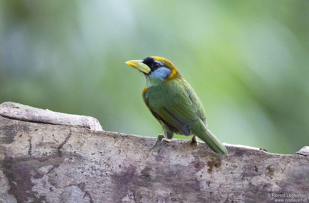 Red-headed Barbet female adult