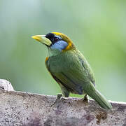 Red-headed Barbet