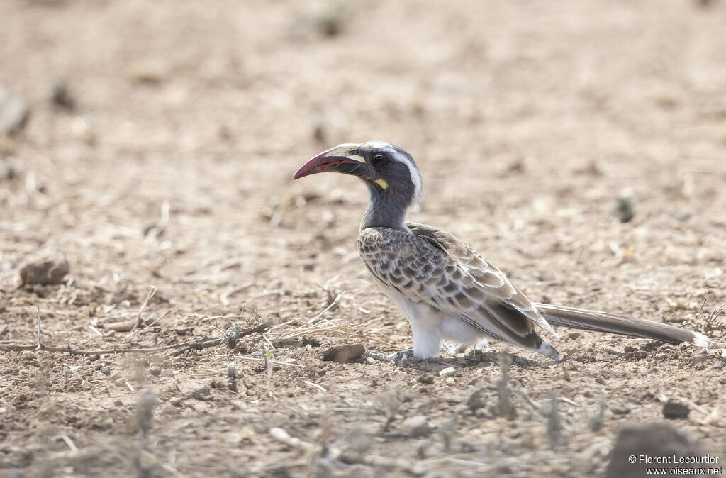 African Grey Hornbill female