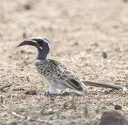 African Grey Hornbill