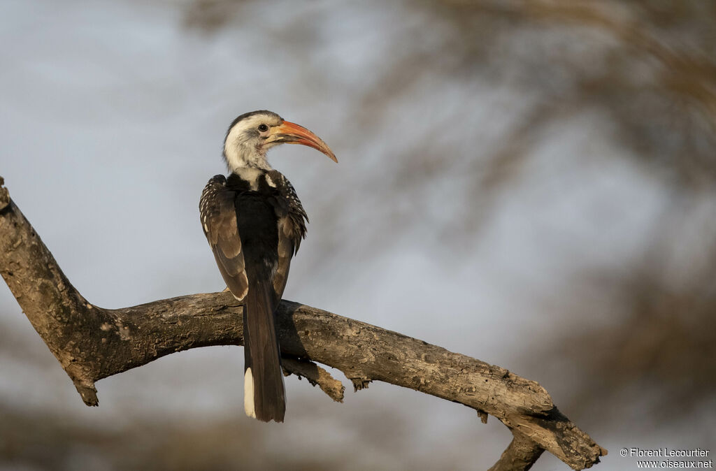 Northern Red-billed Hornbill