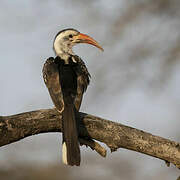 Northern Red-billed Hornbill