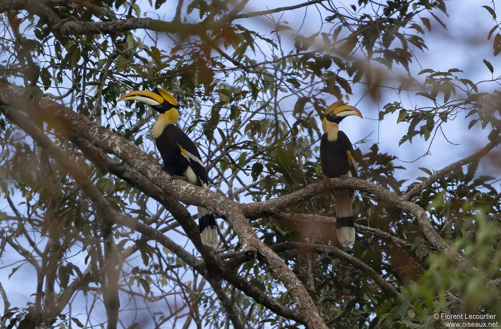 Great Hornbill