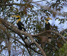 Great Hornbill