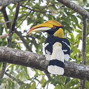 Great Hornbill