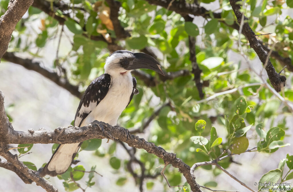 Von der Decken's Hornbill female