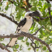 Von der Decken's Hornbill