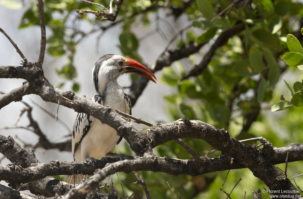 Von der Decken's Hornbill male