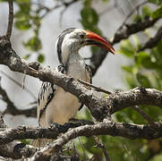 Von der Decken's Hornbill