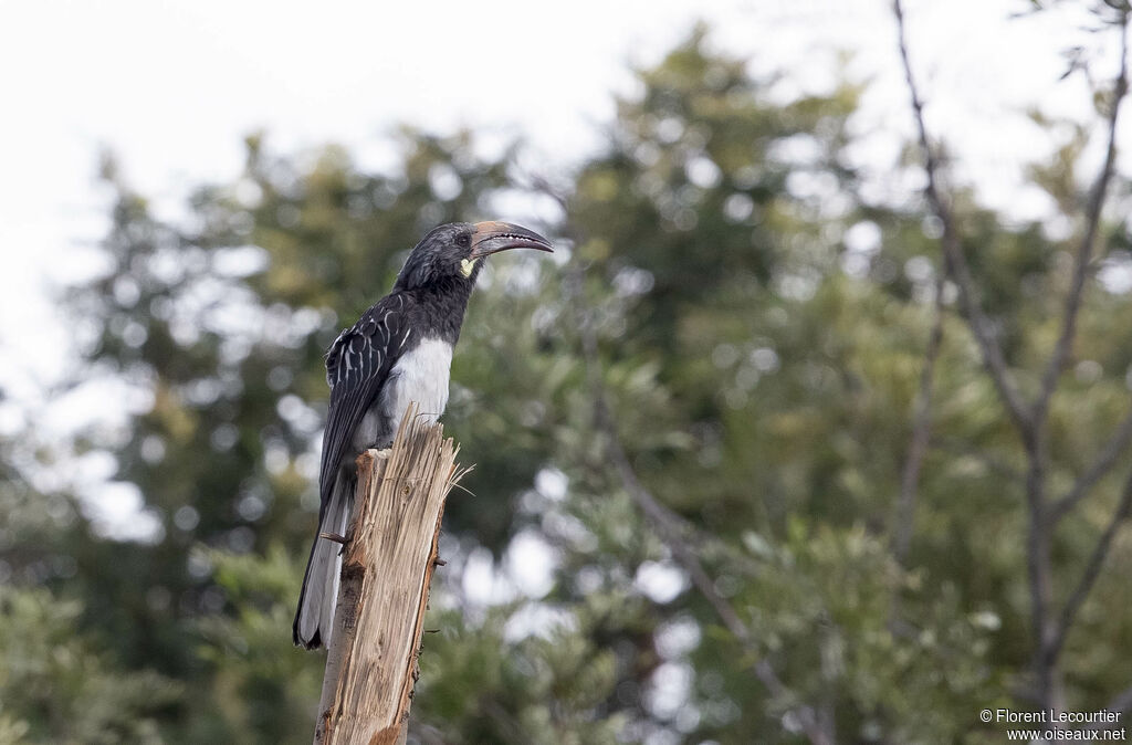 Hemprich's Hornbill