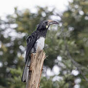 Hemprich's Hornbill