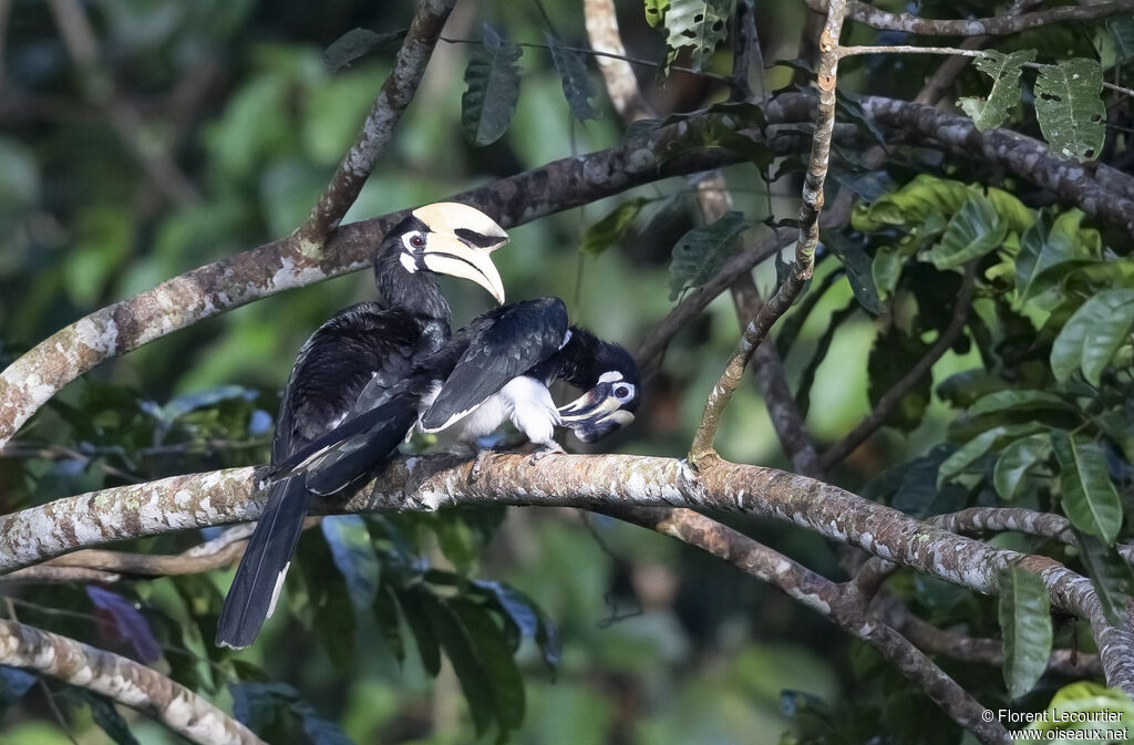 Oriental Pied Hornbill