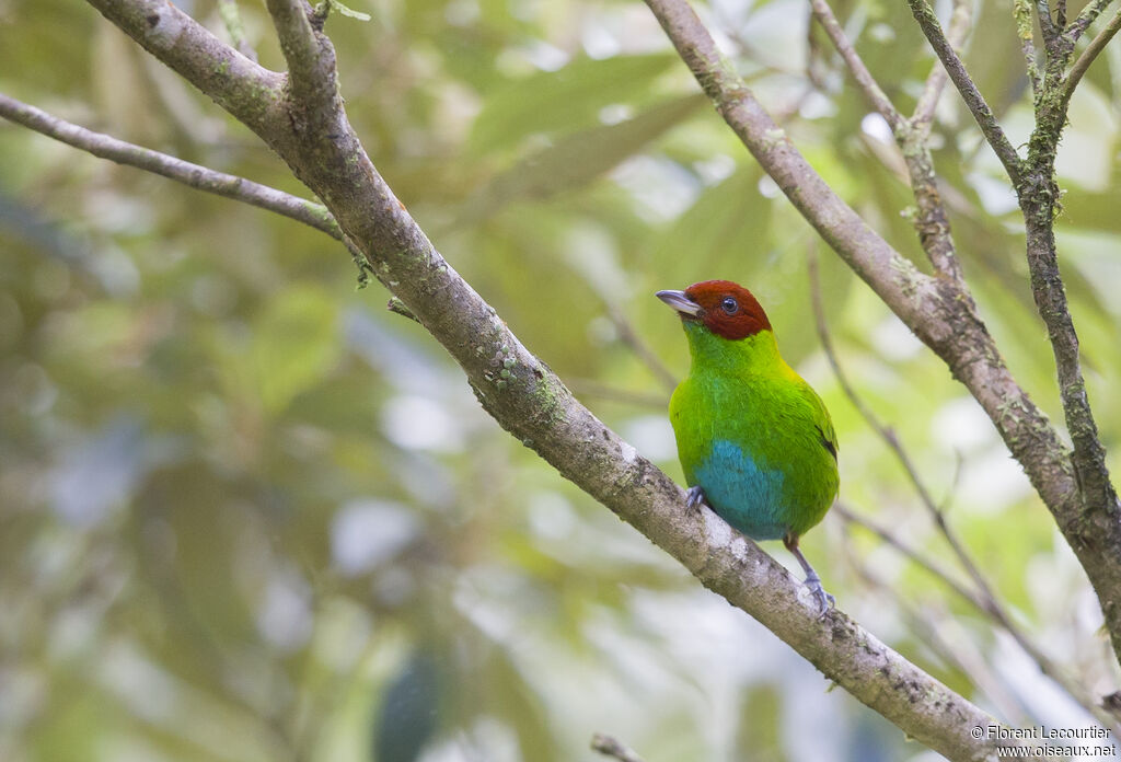 Rufous-winged Tanager