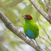 Rufous-winged Tanager