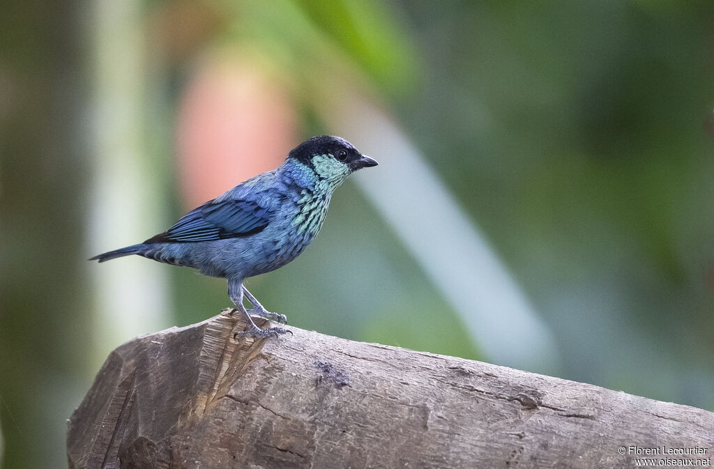 Black-capped Tanager male adult