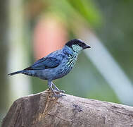 Black-capped Tanager