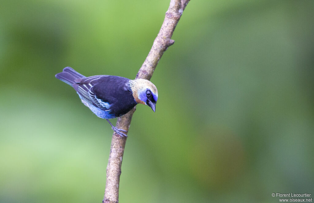 Golden-hooded Tanager