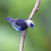 Golden-hooded Tanager