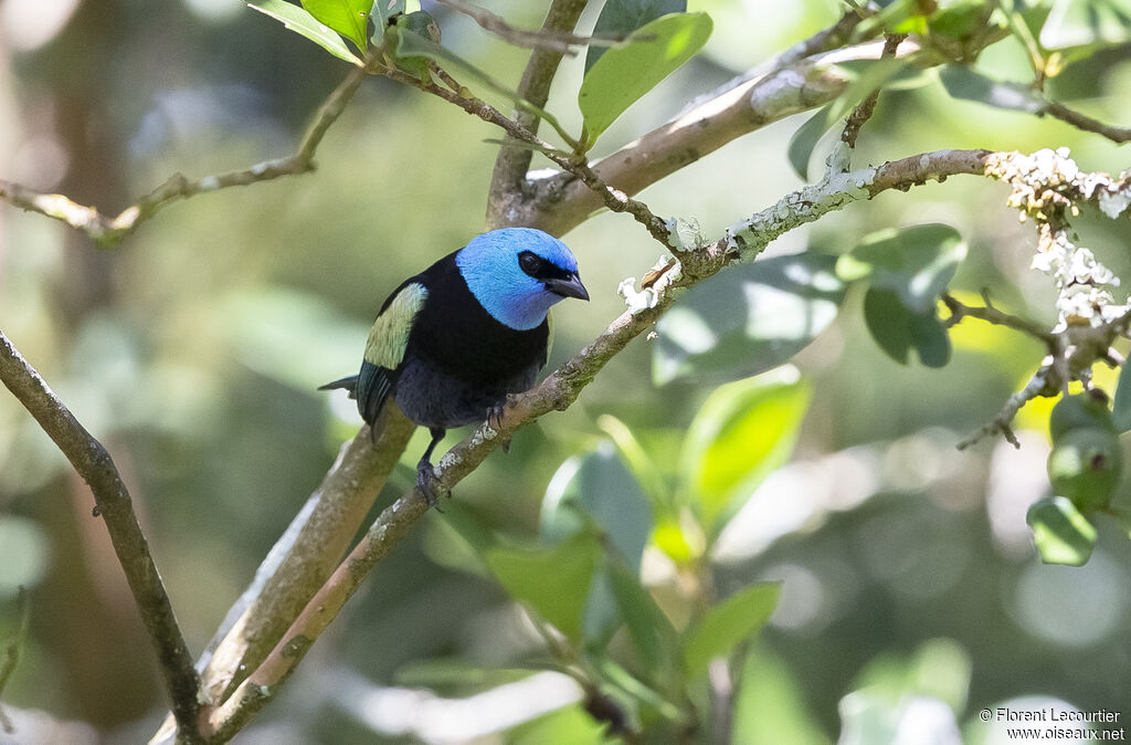 Blue-necked Tanager