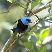 Blue-necked Tanager