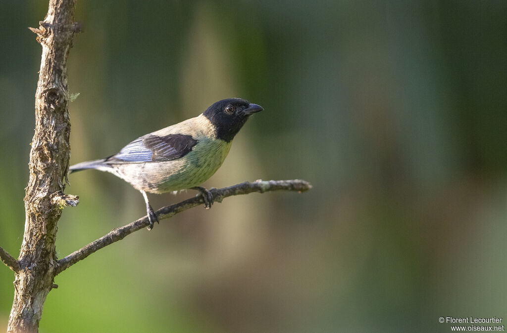 Black-headed Tanager male adult