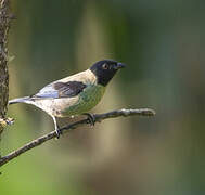 Black-headed Tanager