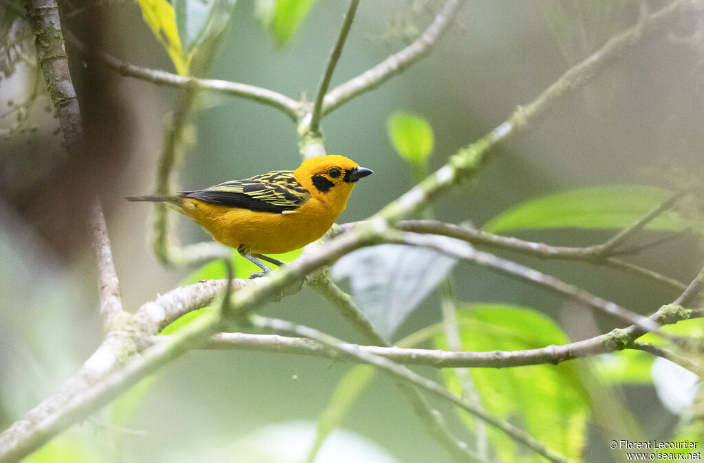 Golden Tanager