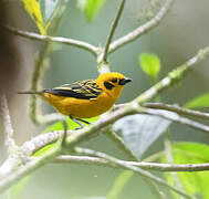 Golden Tanager