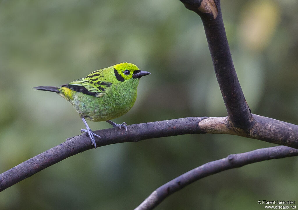 Emerald Tanager