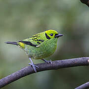 Emerald Tanager