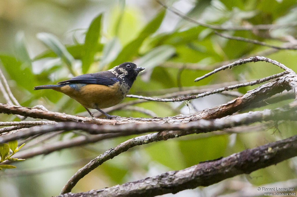 Spangle-cheeked Tanager