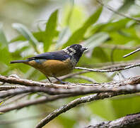 Spangle-cheeked Tanager