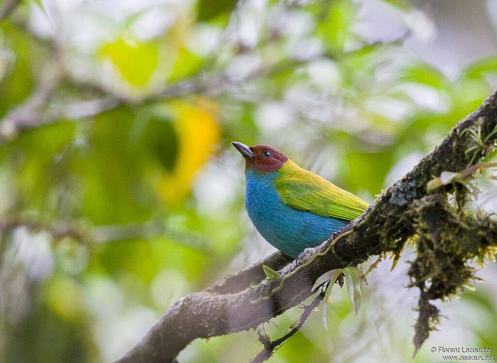 Bay-headed Tanager