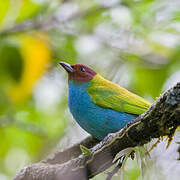 Bay-headed Tanager