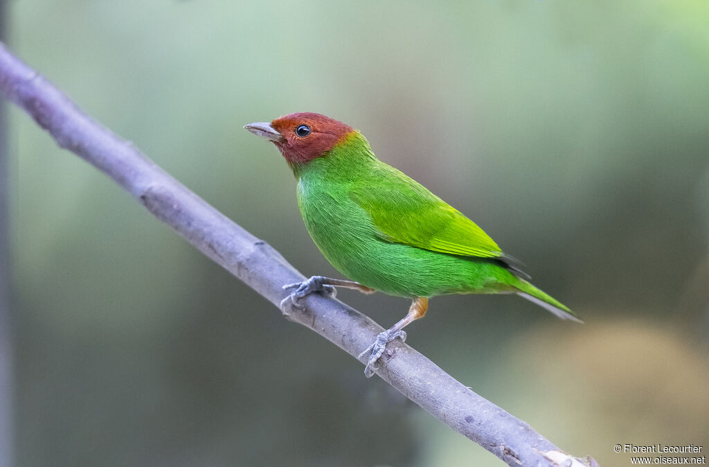 Bay-headed Tanager