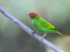 Bay-headed Tanager