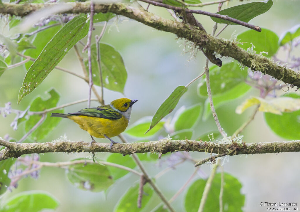 Silver-throated Tanager