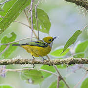 Silver-throated Tanager