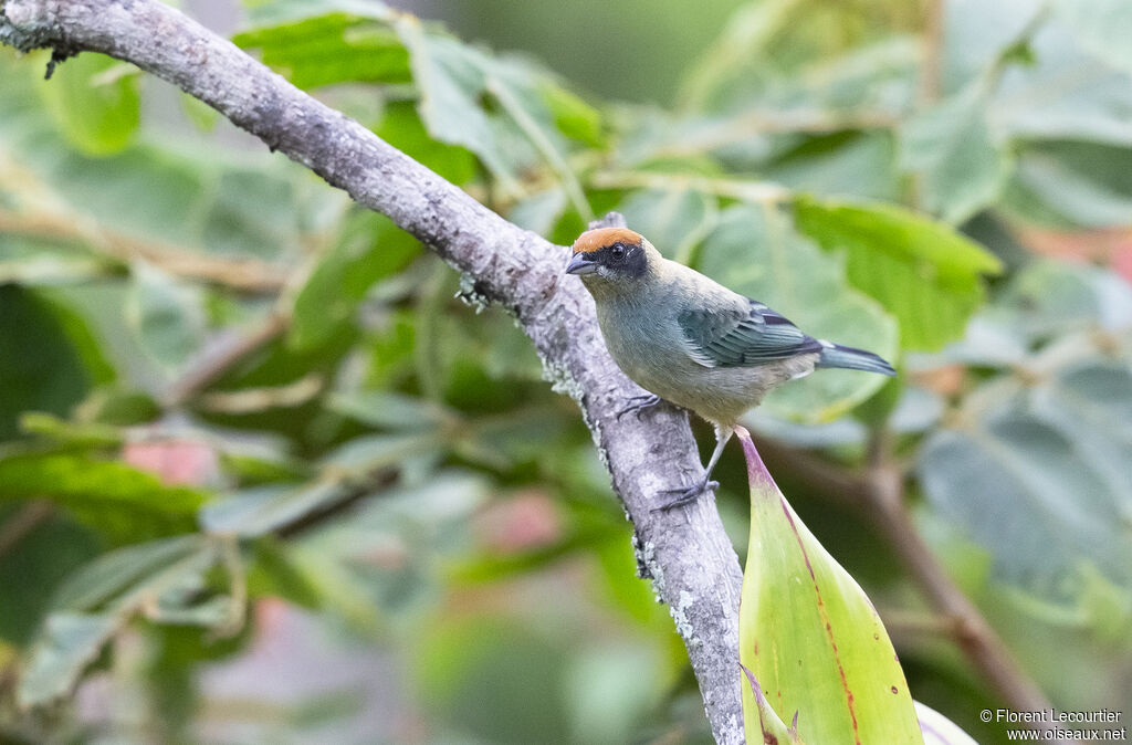 Scrub Tanager